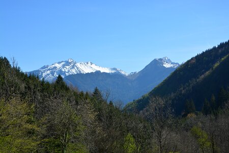 Fir forest hiking photo