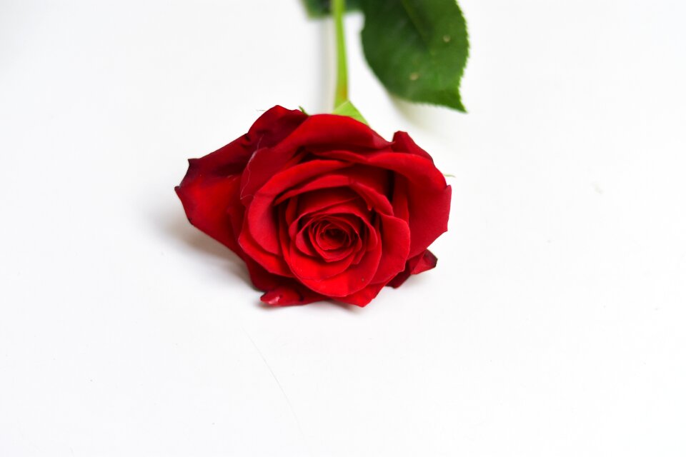 Flower petal love