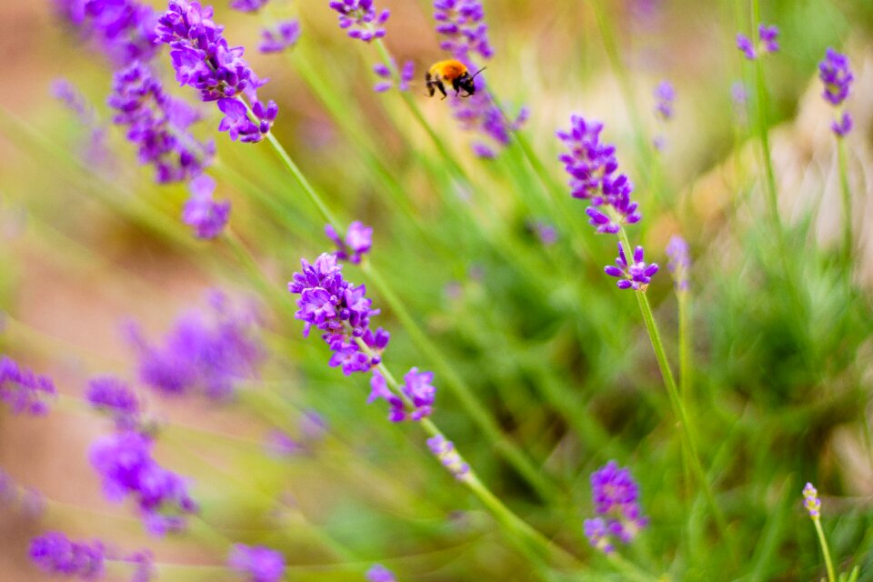 Nature flower purple