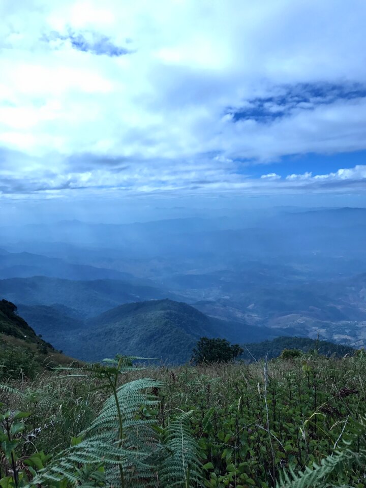 Outdoor tree mountains