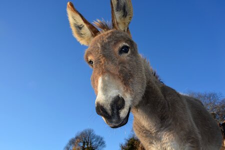 Long ears prairie gray donkey photo