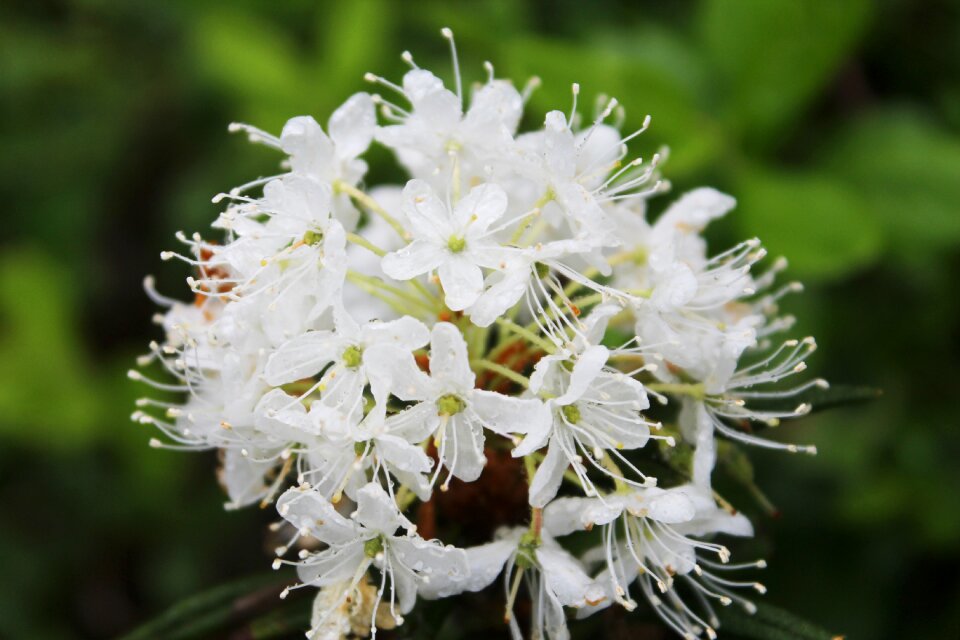 Plant spring labrador tea