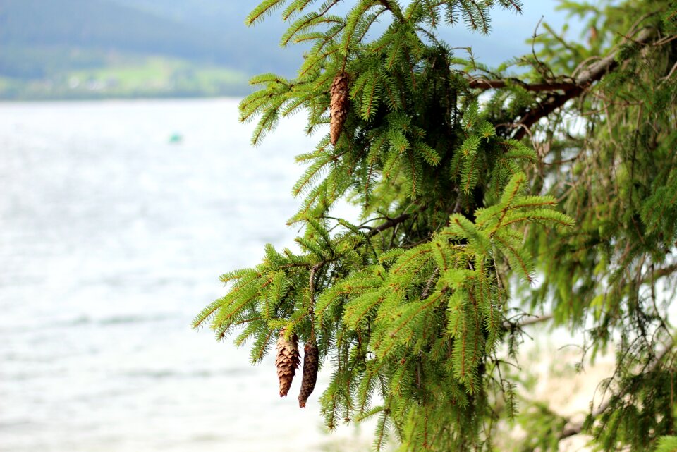 Pine cones tree branch