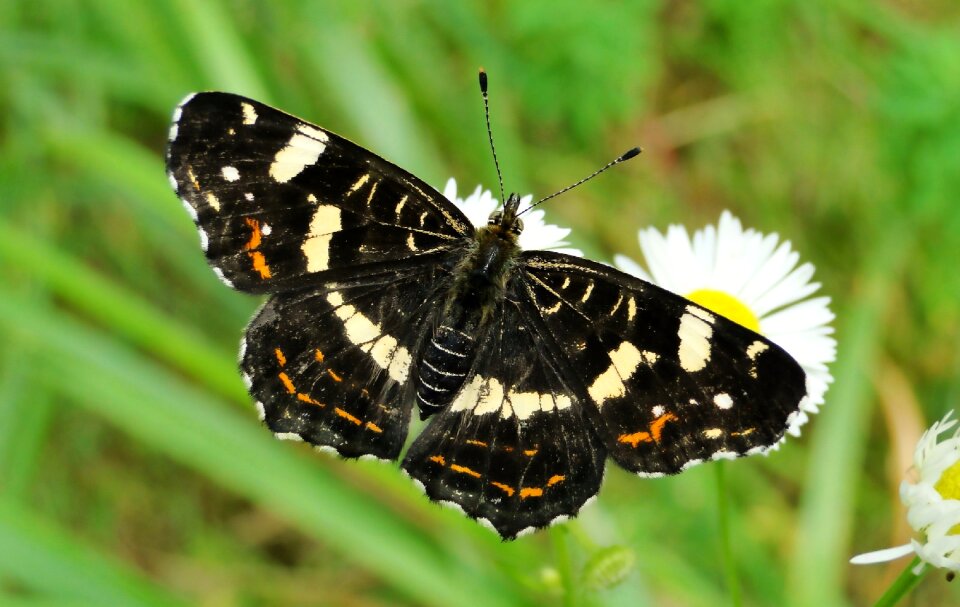Animals butterflies mermaid kratkowiec