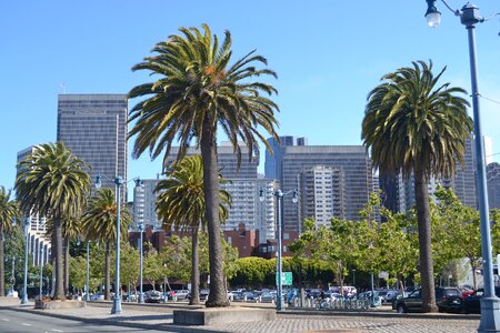 City tree sky photo