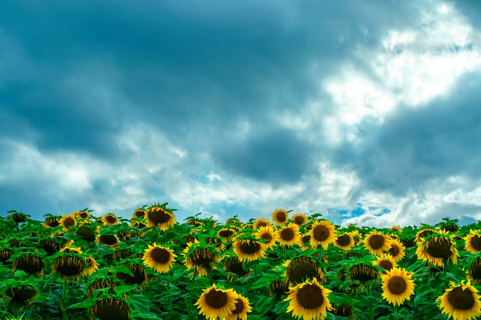 Nature summer flower