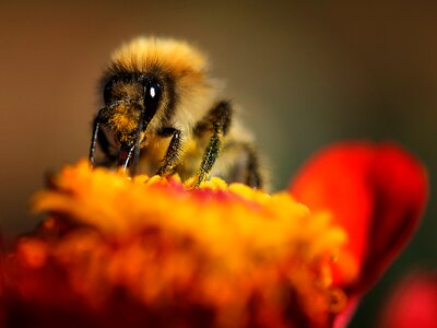 Animal world close up pollen photo