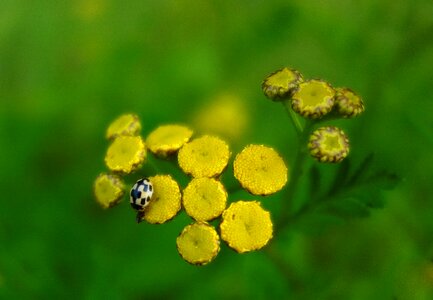 Plant flower summer