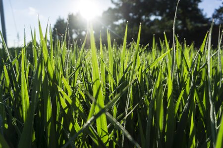 Lawn farm backlighting