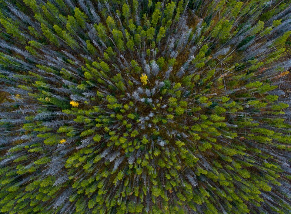 Green leaves nature