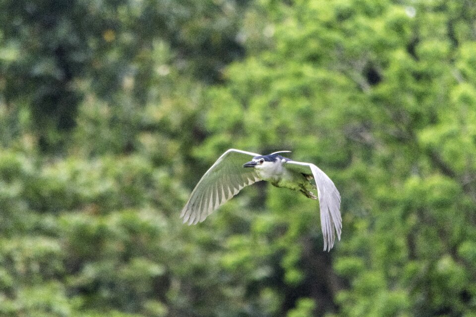 Outdoors wing animal