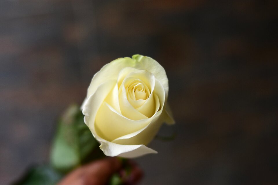 Nature plant petal
