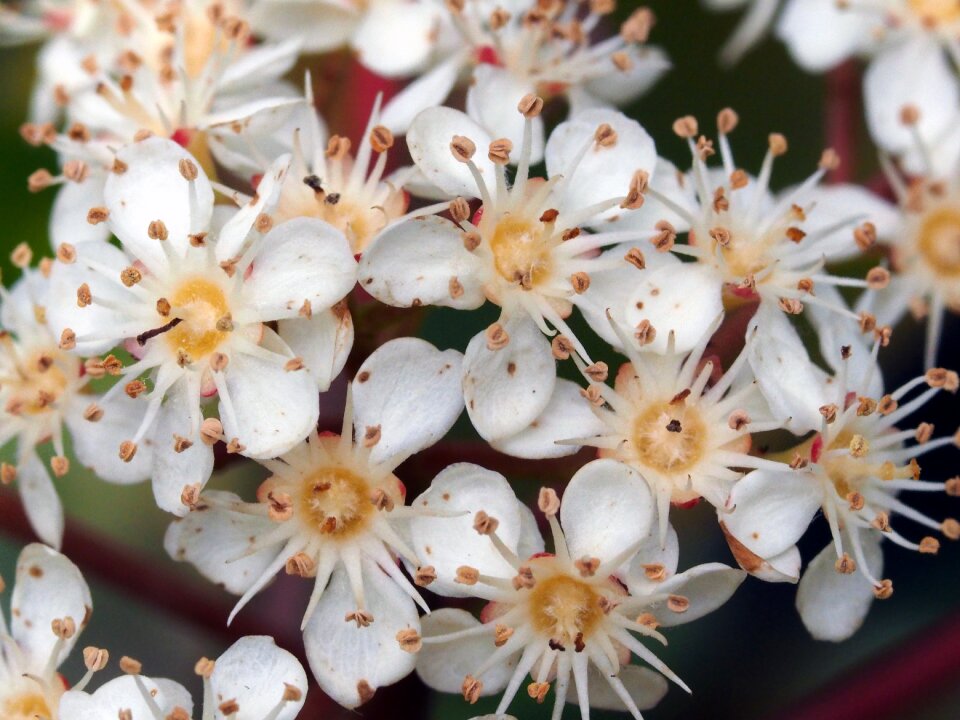 Flower nature white