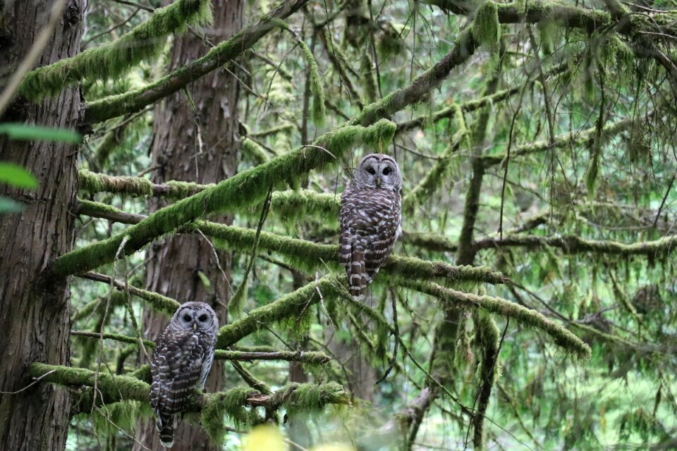Portland oregon bird wildlife