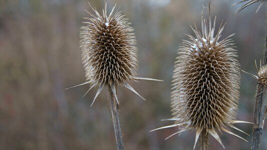 Nature plant slovakia