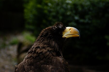 Animal wild adler