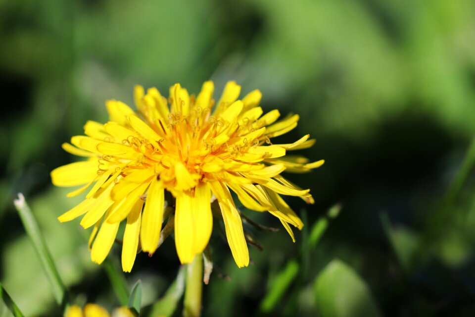 Summer garden dandelion