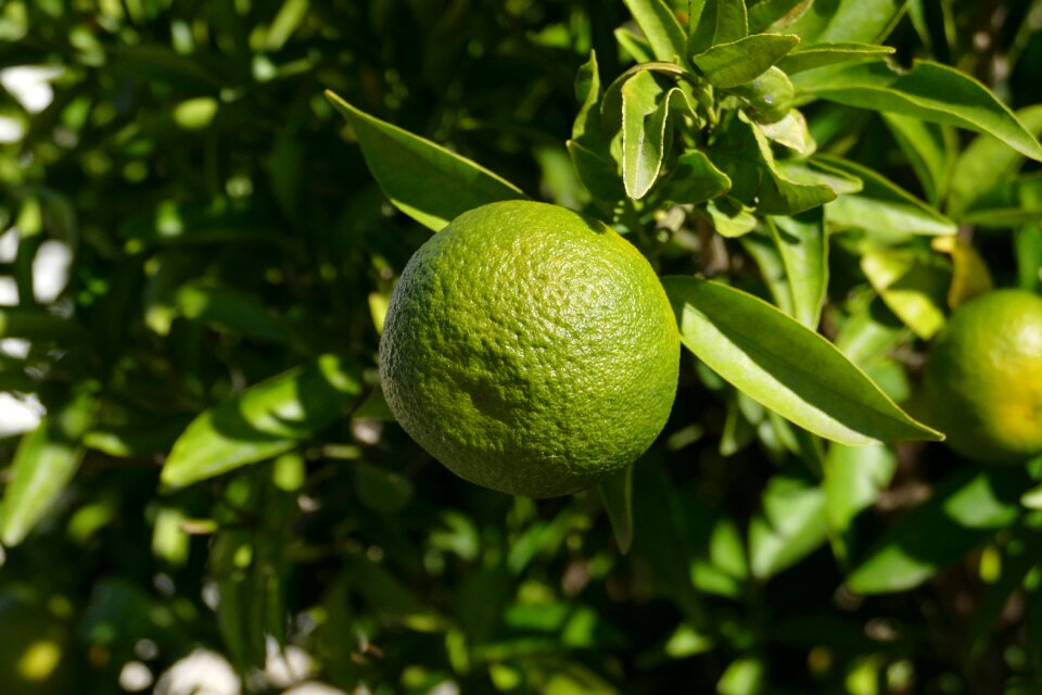 Citrus tree green
