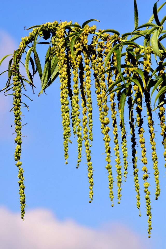 Seeds was green sky