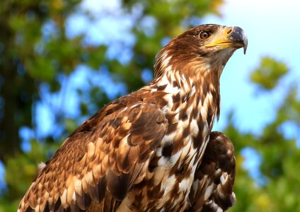 Animal world majestic feather