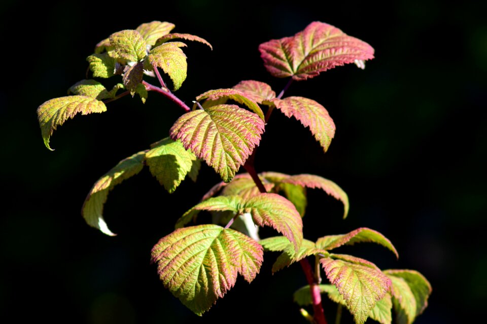 Leaves raspberry leaves nature