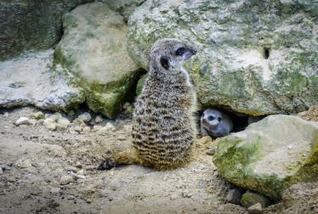 Wildlife attentive alert