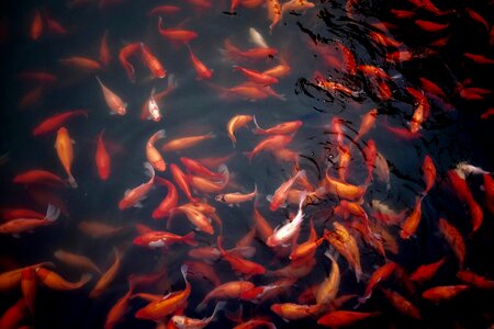 Aquatic animal aquarium swim