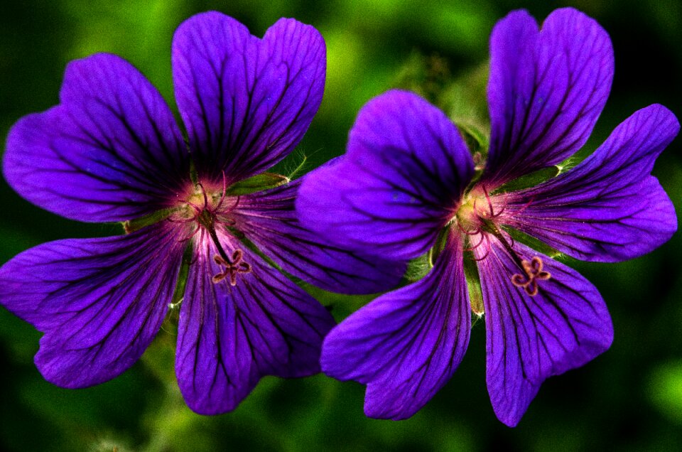 Blossom purple bloom