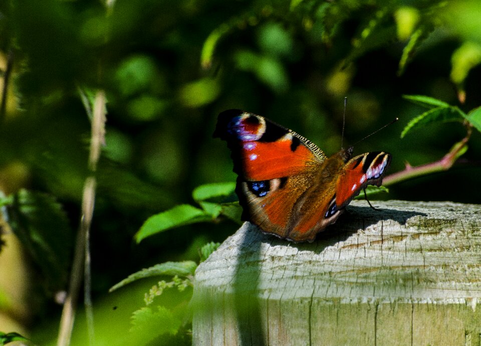 Wildlife bright peacock