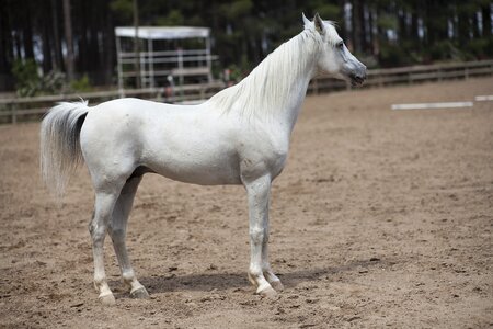 Beauty stallion barn photo