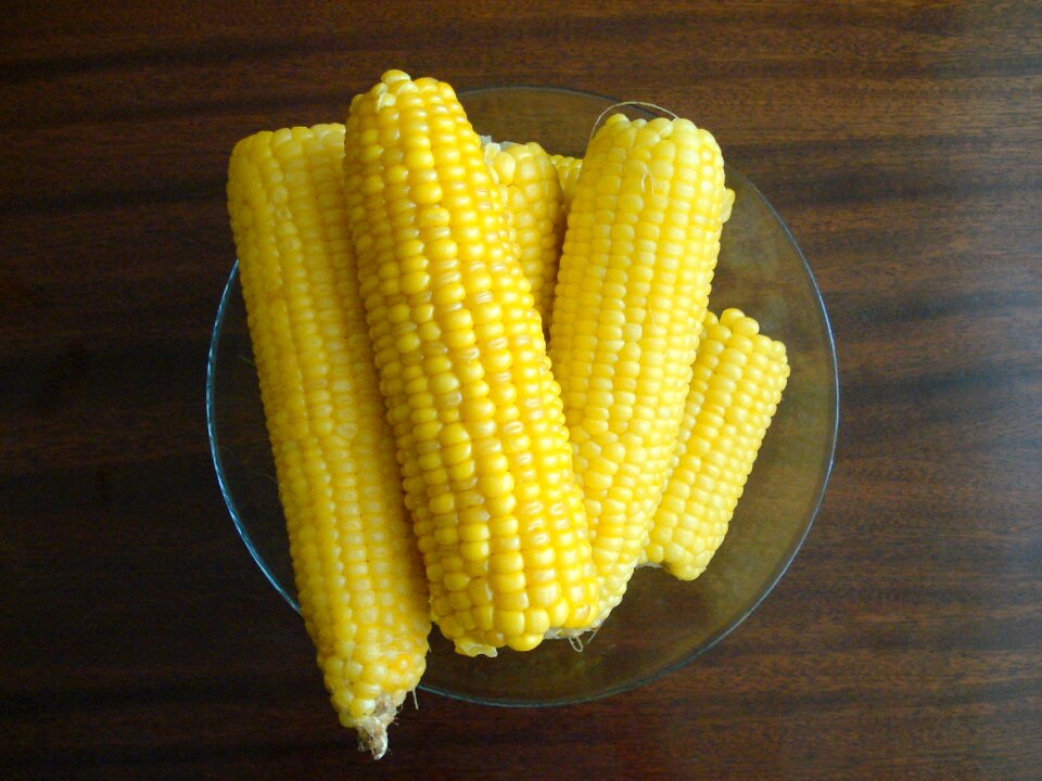 Sweet corn crops Free photos
