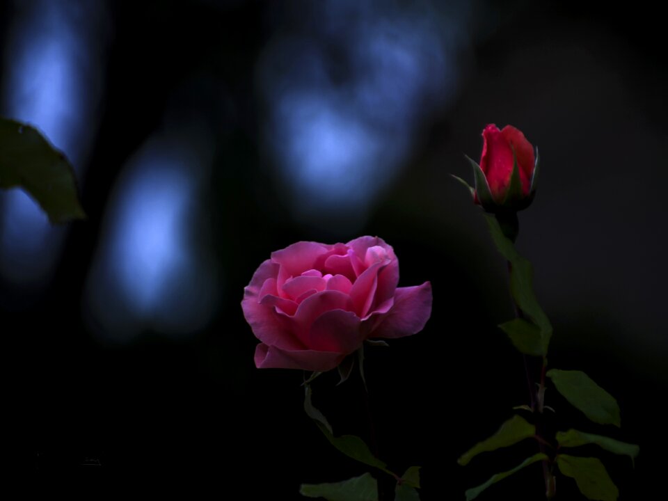 Pink red plant