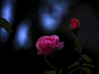 Pink red plant