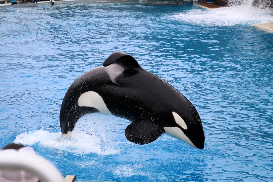 Water mammal jumping