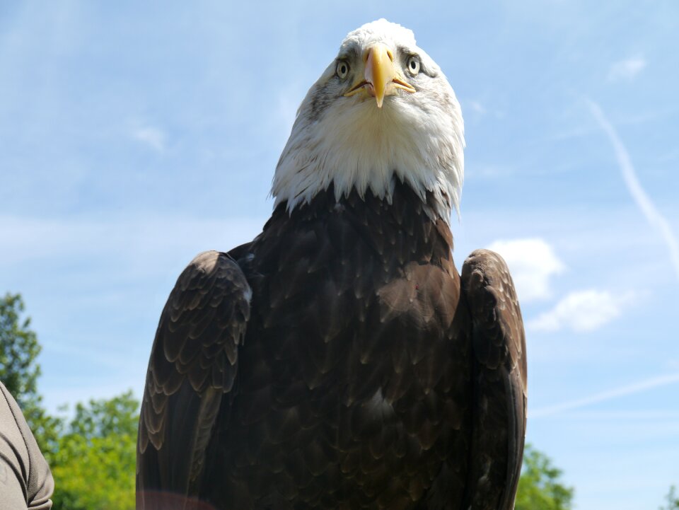 Bill animal bird of prey