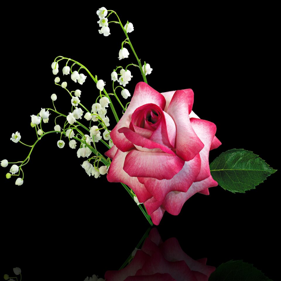 Petal plant black background