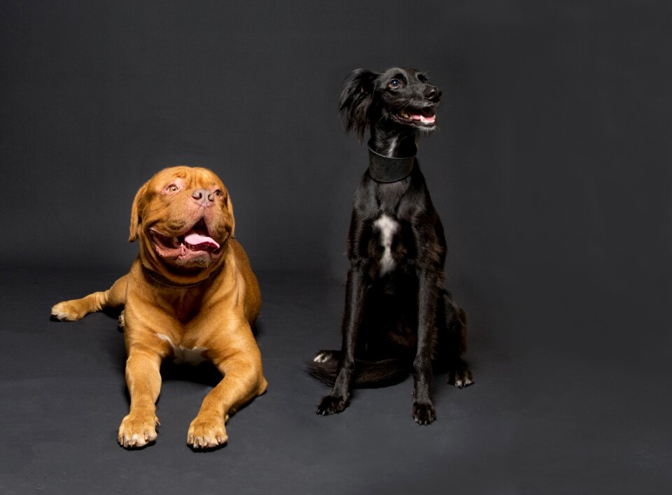 Canine animal pet-portrait