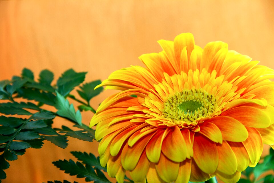 Floral orange yellow