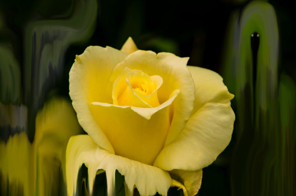 Plant blossom botany