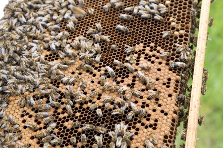 Hive bee breeding beekeeping photo