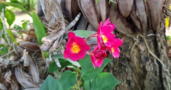 Small flower nature