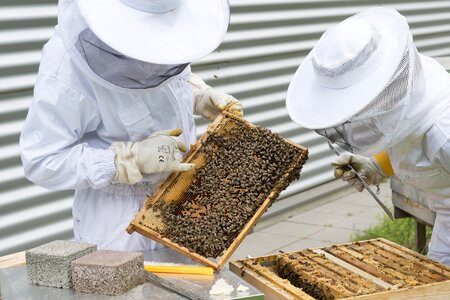 Hive bee breeding beekeeping photo