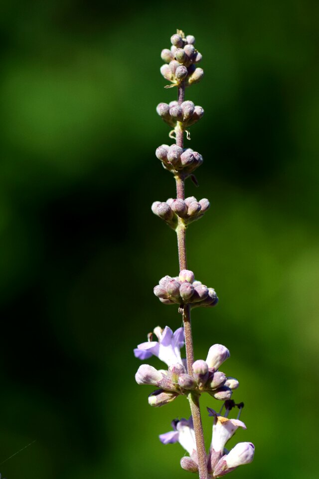 Medicinal plant medicinal herbs blossom