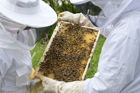 Hive bee breeding beekeeping photo