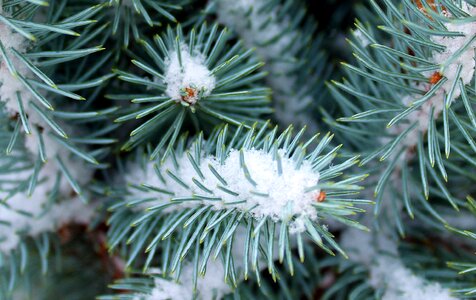 Needles spruce plants evergreen