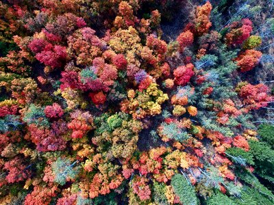 Forest drone green