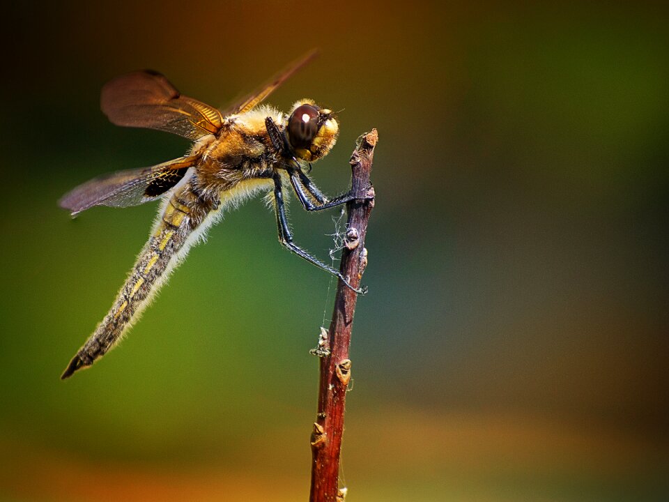 Animal world fly animal