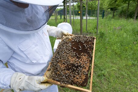 Hive bee breeding beekeeping photo