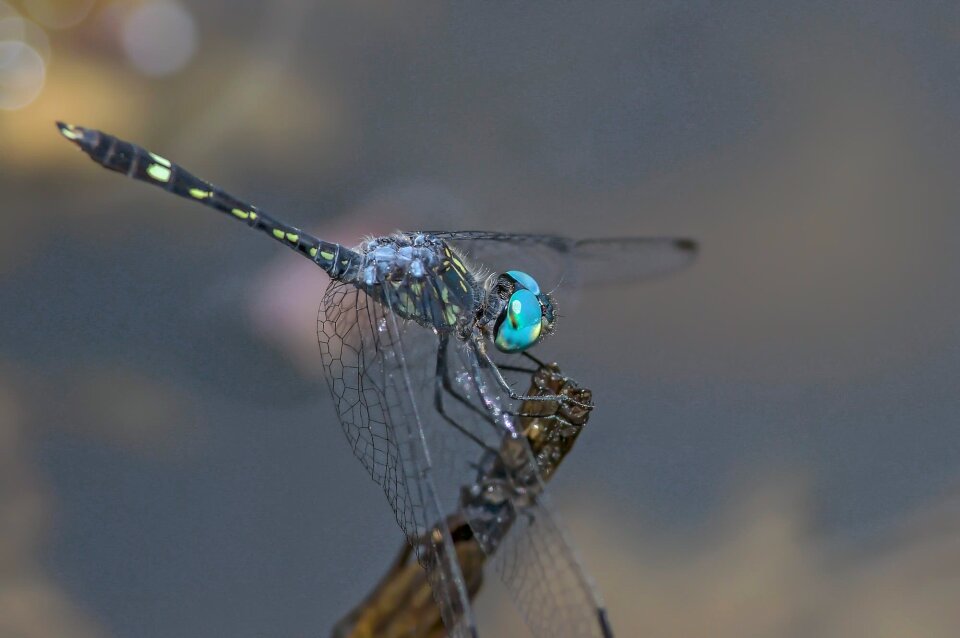 Insect nature wildlife
