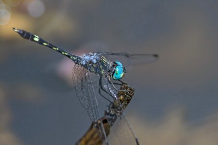 Insect nature wildlife